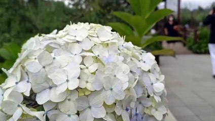 SUASANA ADEM DI KAWASAN WISATA KAWAH SIKIDANG DIENG