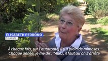 Sur la Côte d'Azur, le mimosa, régal pour les touristes, poison pour les massifs