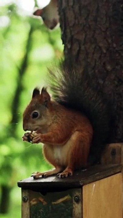 A Squirrel Eating while on top of a Feeder. #music #song #tamil #bgm #love #animals #Squirrel