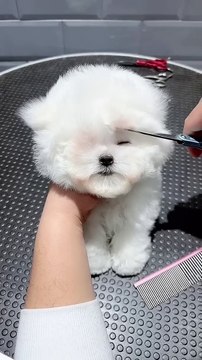 chien #chien le plus mignon #short