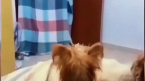 vidéo d'animaux drôles courte vidéo #shorts