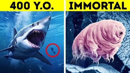 First Animal to Survive in Space + More Out-of-This-World Wonders