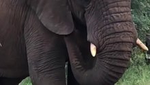 Bathing an elephant in dirt/استحمام الفيل بالتراب