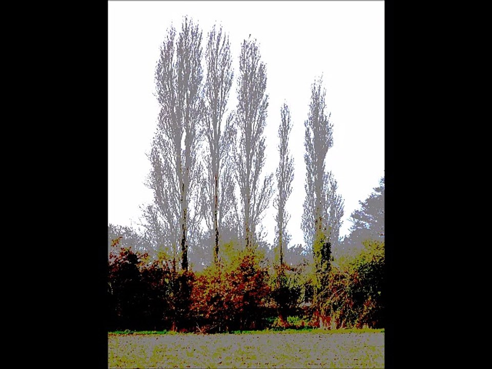 Arbres (montage artistique)