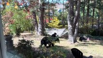 Deux oursons espiègles s'amusant dans un hamac