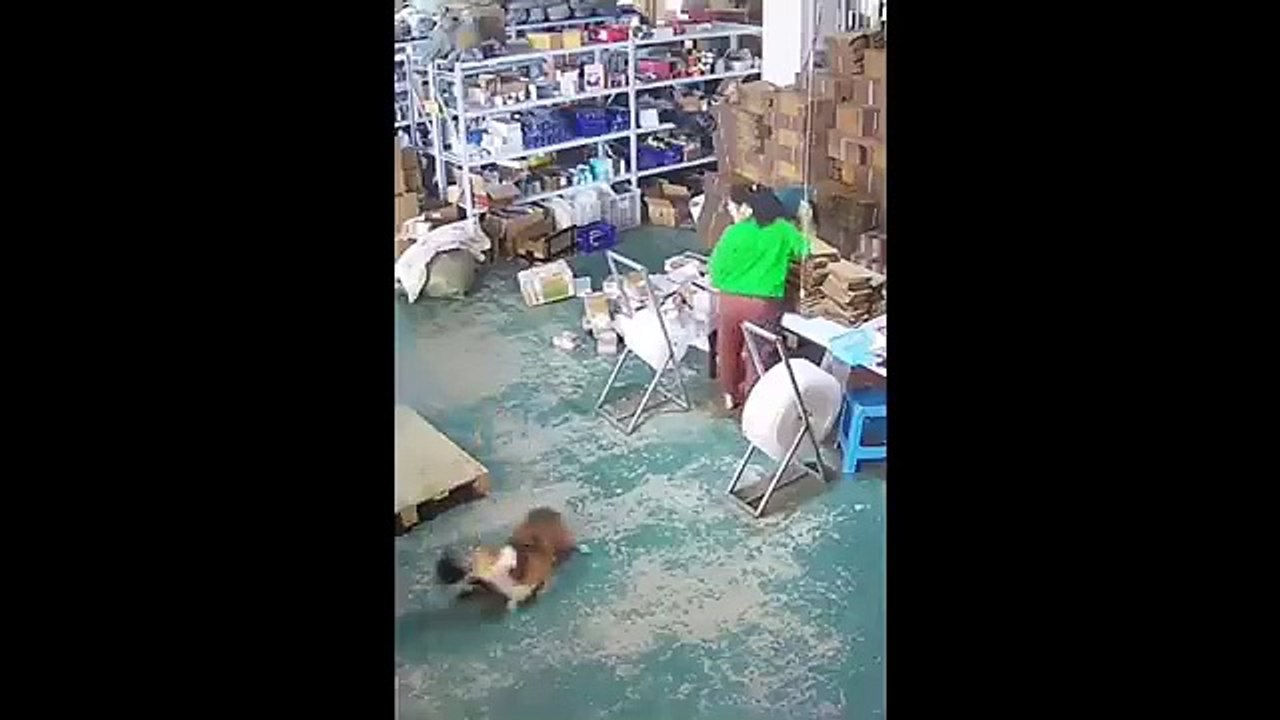 .Funniest Cats And Dogs Videos  - Best Funny Animal Videos 2023