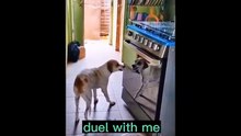 .Try Not To Laugh Dogs And Cats  - Funniest Animals Video 2023 #Ever1