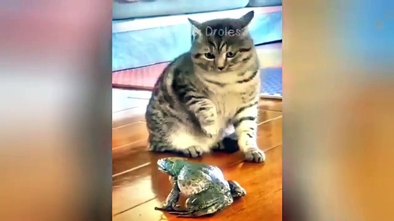 Try_Not_To_Laugh__Funniest_Cats_and_Dogs_Videos__Part_3(360p)