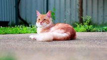 Orthopedic injuries in cats | Cat bone fractures #pets_birds