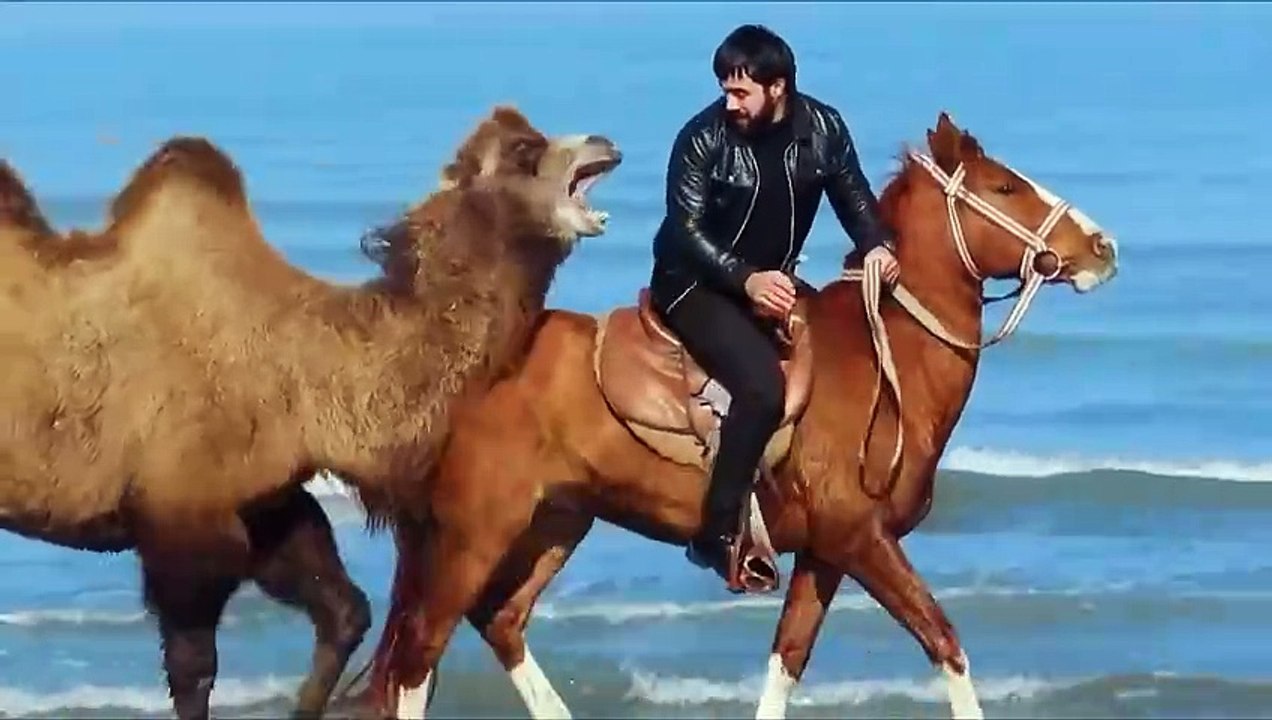 Kindness with Animals