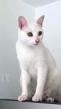 Cat broken bones | Recovery from cat bone fractures #pets_birds