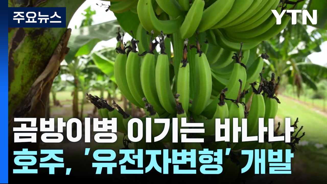 곰팡이병 이기는 바나나 개발...호주, 세계 첫 허가 / YTN