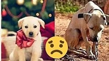 La historia * de dos perritos: De la calle a un hogar en Navidad.