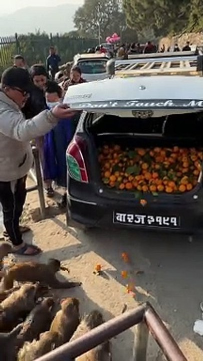 Many Hungry Monkeys Take Tangerines From the Tr...