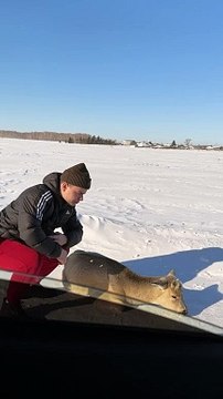 Petting a Wild Deer Goes Poorly