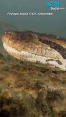 A giant species of anaconda discovered in the Amazon