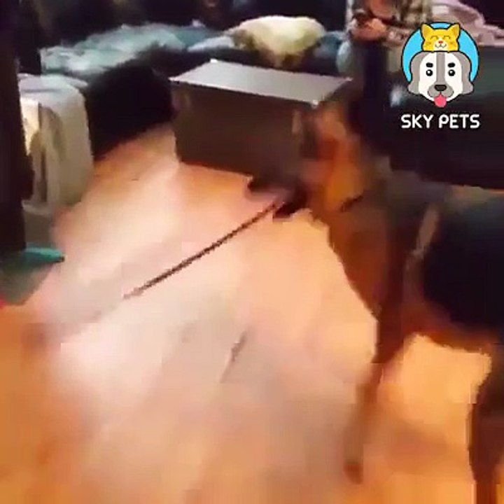 DO THEY KNOW THEY'RE BEING FUNNY? PET FUNNY VIDEO