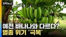 [자막뉴스] '세계 첫 허가'... 멸종 위기 바나나 구한 호주 / YTN