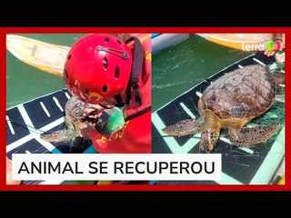 Tartaruga que se afogava é salva ao receber atendimento usado para humanos em SC