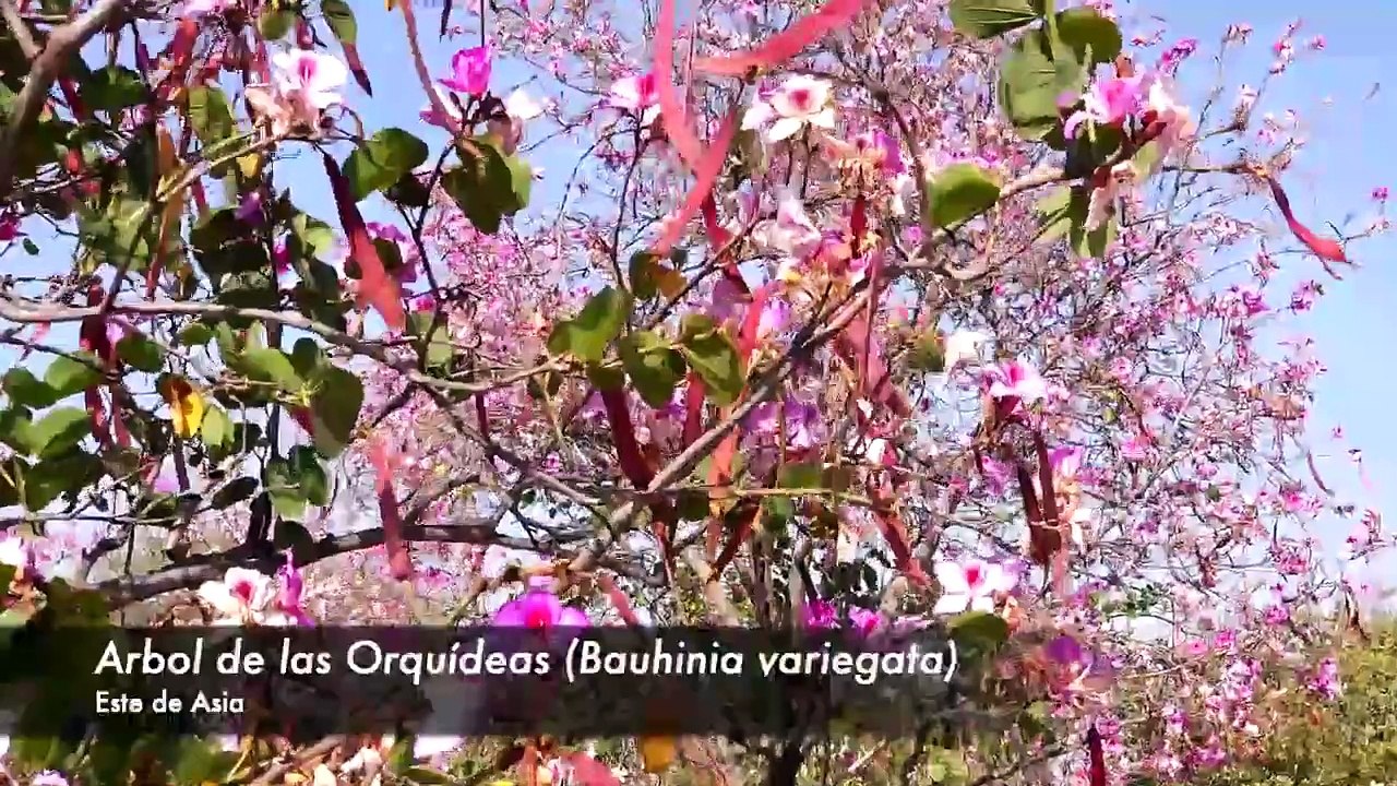 Jardín botánico universitario | Conexión Milenio
