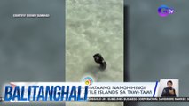 Sea otters, namamataang nanghihingi ng pagkain sa Turtle Islands sa Tawi-Tawi | BT