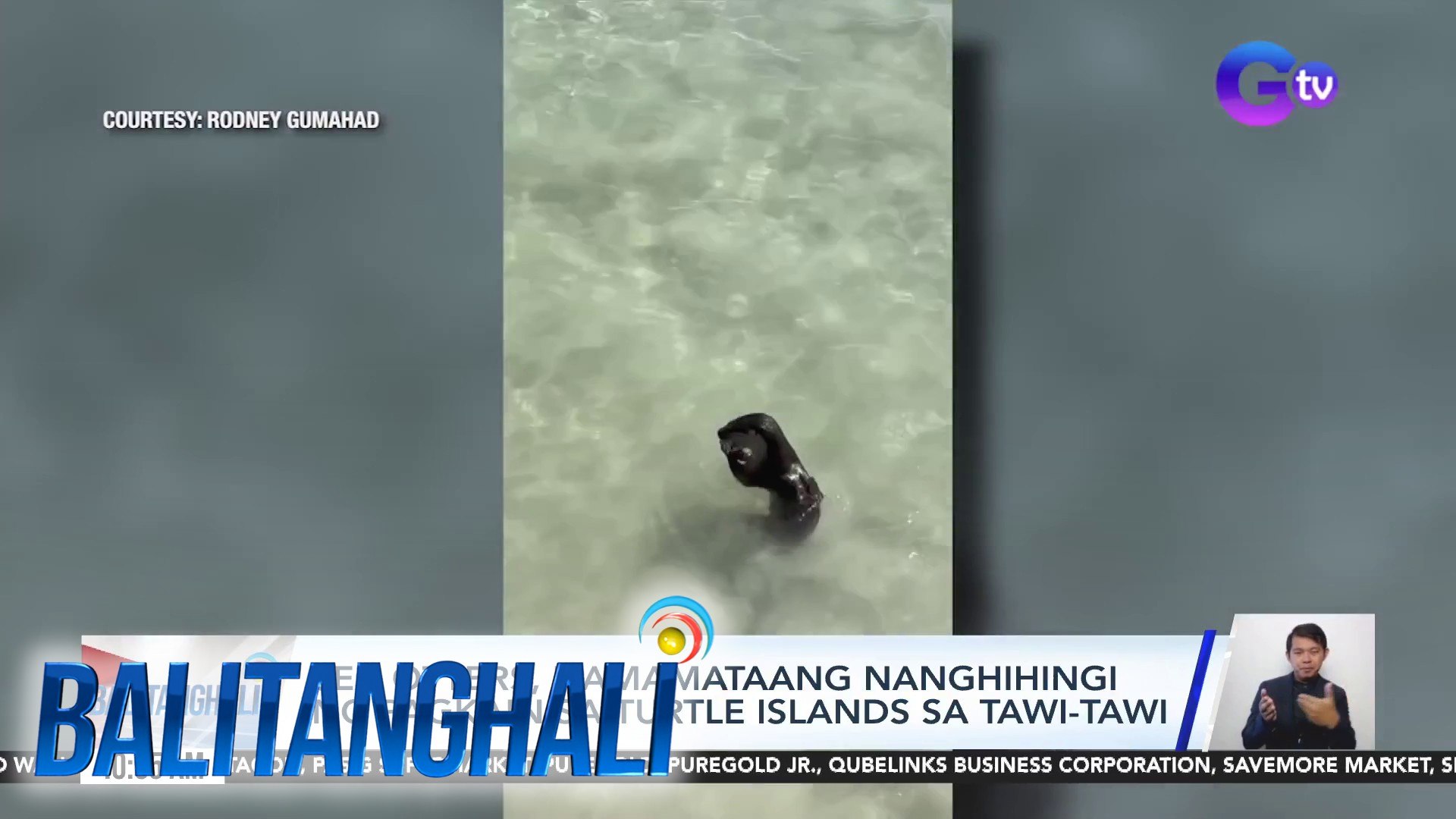 ⁣Sea otters, namamataang nanghihingi ng pagkain sa Turtle Islands sa Tawi-Tawi | BT