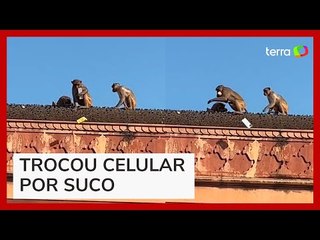 Macaco rouba iPhone e exige suborno para devolver aparelho