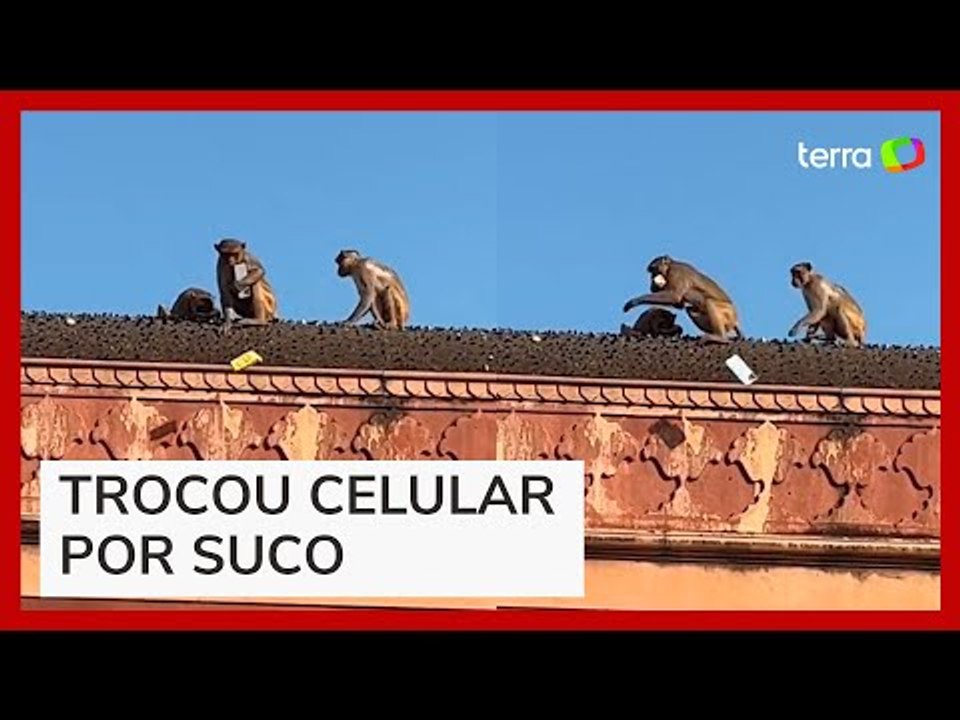 Macaco rouba iPhone e exige suborno para devolver aparelho
