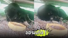 เจ้าตูบงอนแม่หนักมาก เบือนหน้าหนีไม่กินข้าว เจ้าของถึงกับลั่น โกรธอะไรแม่ล่ะลูก