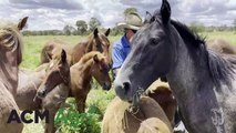 Moreen Levin Kosciuszko brumbies | Queensland Country Life | 26/02/24