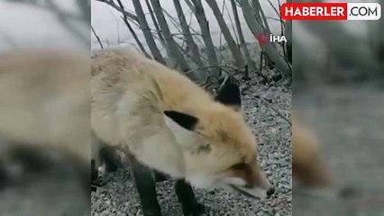 Tilkiyi elleriyle besledi