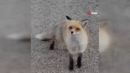 Tilkiyi elleriyle besledi