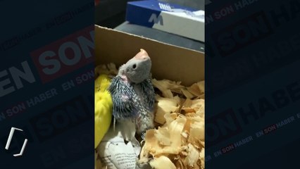 Anne papağan bebeklerini sevmeye doyamıyor