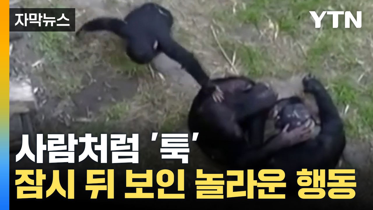 [자막뉴스] 반응 살피고 '툭툭'... 잠시 뒤 보인 놀라운 행동 / YTN