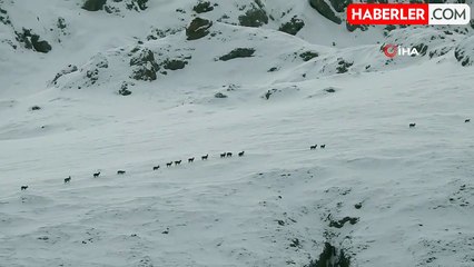 Dağ keçileri Munzur Dağları'na renk katıyor