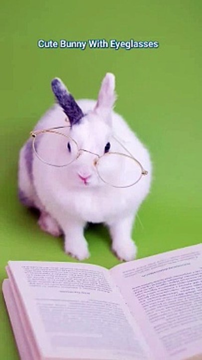 Cute Bunny With Eyeglasses.  #love #music #animals #animalshorts #cats