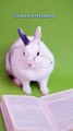 Cute Bunny With Eyeglasses.  #love #music #animals #animalshorts #cats