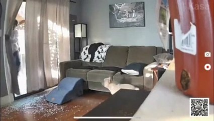 Voilà de bons chiens de garde... ou presque