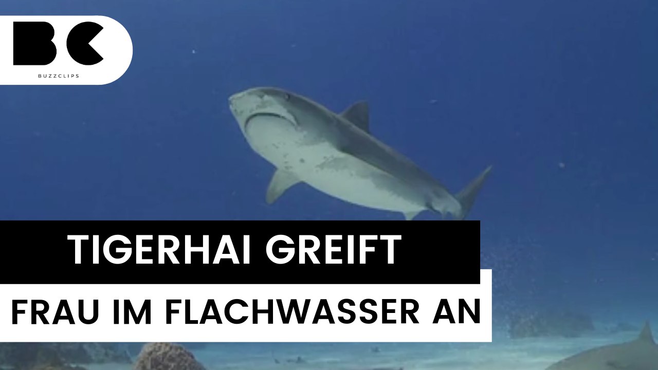 Tigerhai greift Frau (40) im flachen Wasser an