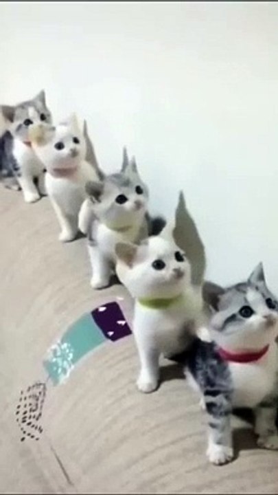 Cats Doing Cat Things