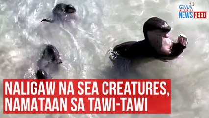 Descargar video: Naligaw na sea creatures, namataan sa Tawi-Tawi | GMA Integrated Newsfeed