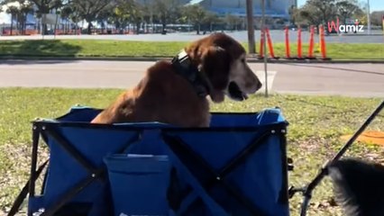 Son chien âgé n'arrive plus à marcher : elle trouve une solution qui fait pleurer 2M de personnes (vidéo)