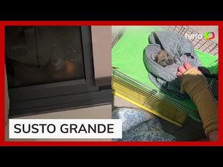 Morcego gigante assusta jovem ao tentar entrar em casa durante tempestade na Austrália