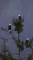 Black Eagle (Kara Kartal): The Majestic Symbol of Power 🦅