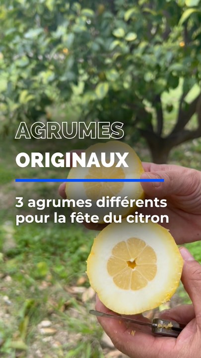 3 agrumes originaux pour la fête du citron