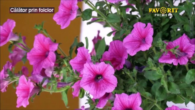 Cristina Maria Chiruta - Ti-am zis bade, ti-am tot zis (Calator prin folclor - Favorit TV - 18.02.2024)