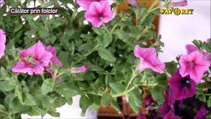 Georgeta Nichifor - Am un bade care-mi place (Calator prin folclor - Favorit TV - 18.02.2024)