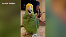 Sahibi gitar çalarken kendinden geçen papağan kahkahaya boğdu