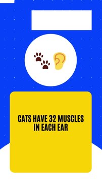 Fascinating Insights to Illuminate Your Mind! ✨, 10 Random Facts That Will Amaze You!