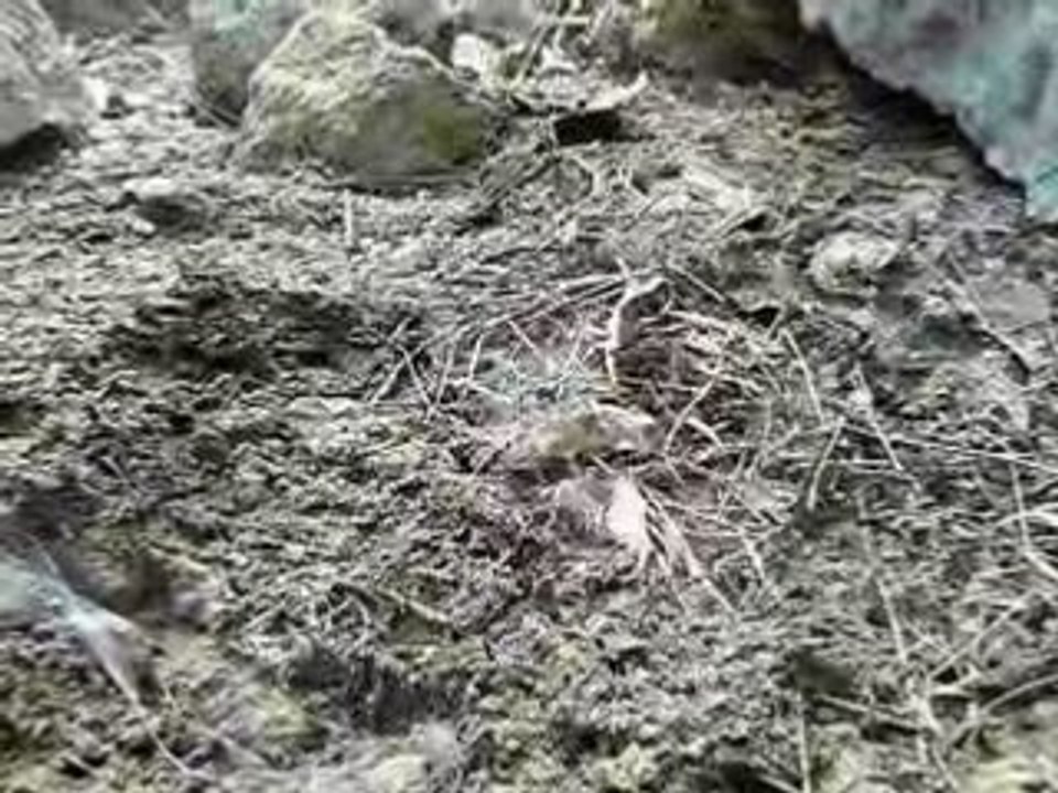 chasse au scorpion